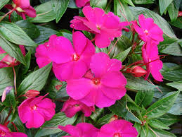 Impatiens (Alegría de la casa)