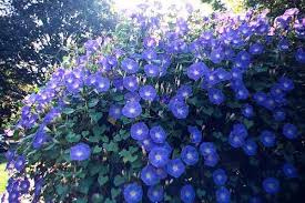 Ipomea