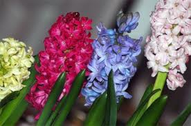 Jacintos