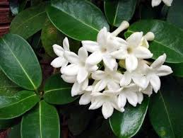 Jazmín (Jasminum officinale)