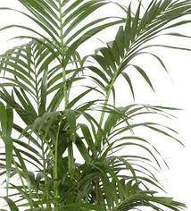 Kentia (Howea forsteriana)