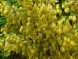 Laburnum