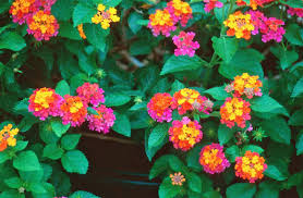 Lantana camara