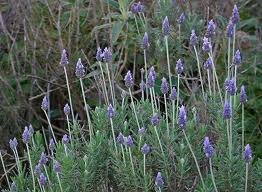 Lavandula dentata (Lavanda)