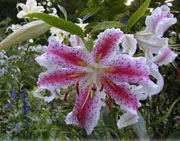 Lilium