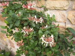 Madreselva (Lonicera)