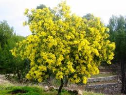Mimosa (Acacia dealbata)