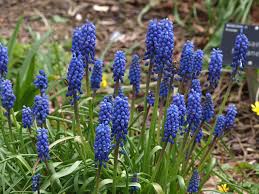 Muscari