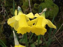Narcissus