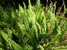 Nephrolepis exaltata (helecho)