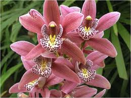 Orquídea Cymbidium