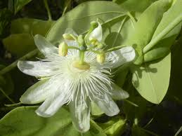 Passiflora (Flor de la pasión)