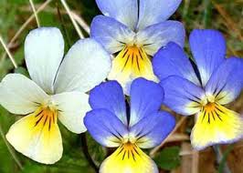 Pensamientos (Viola tricolor)