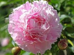 Peonia