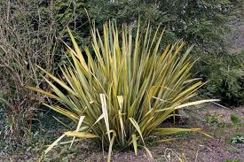 Phormium