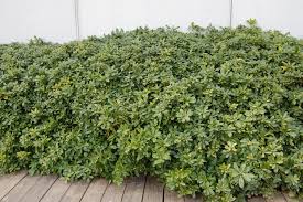 Pittosporum