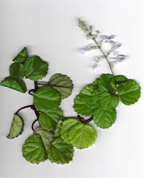 Planta del Dinero (Plectranthus)