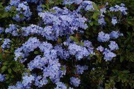 Plumbago