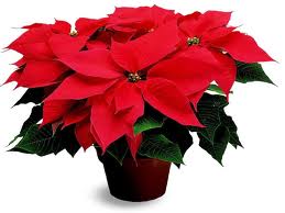 Poinsettia o Flor de Pascua (Euphorbia pulcherrima)