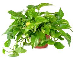 Pothos (Poto)