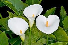 Cala (Zantedeschia aethiopica)