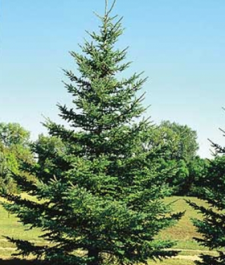 Abeto (Picea abiens)