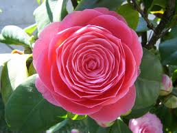 Camelia (Camelia japonica)