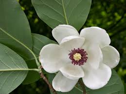 Magnolia mesangeana