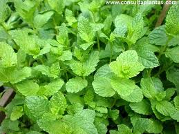 Yerbabuena (Mentha sativa)
