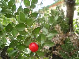 Ruscus aculeatus