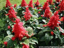 Salvia splendens