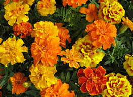 Tagetes (Clavel de Moro o de la China)
