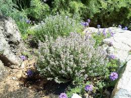 Thymus vulgaris (Tomillo)