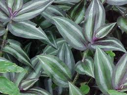 Tradescantia
