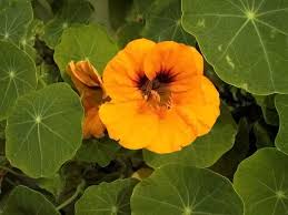 Tropaeolum majus (capuchina)