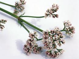 Valeriana