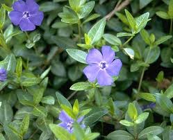 Vinca