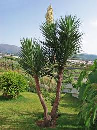 Yucca