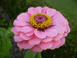 Zinnia elegans