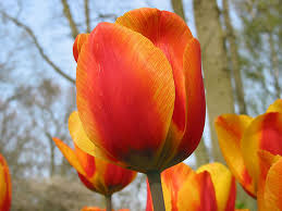 Tulipa o tulipán