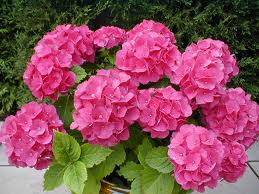 La Hortensia, la planta de flor favorita