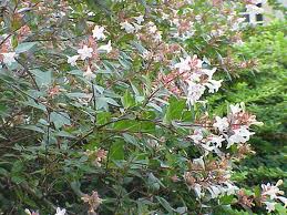 Abelia Floribunda