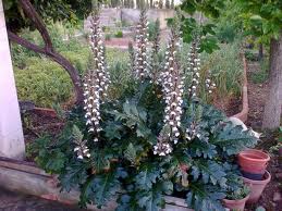 Acanto (Acanthus mollis)