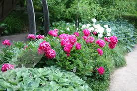 Peonía china (Paeonia lactiflora)