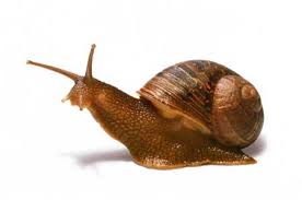 Ahuyentar caracoles y babosas del huerto