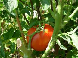 Cosechar tomate en el huerto