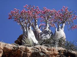 Adenio: «Rosa del desierto»