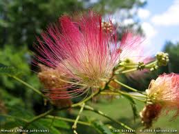Albizia de Constantinopla (Albizia julibrissin)