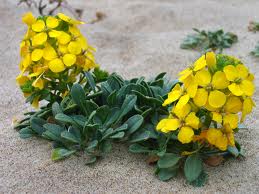Alhelí amarillo (Cheiranthu cheiris)