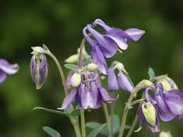 Aguileña (Aquilegia vulgaris)